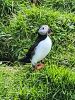 PICTURES/PUFFINS - Helmaey Island/t_PU (6).jpg